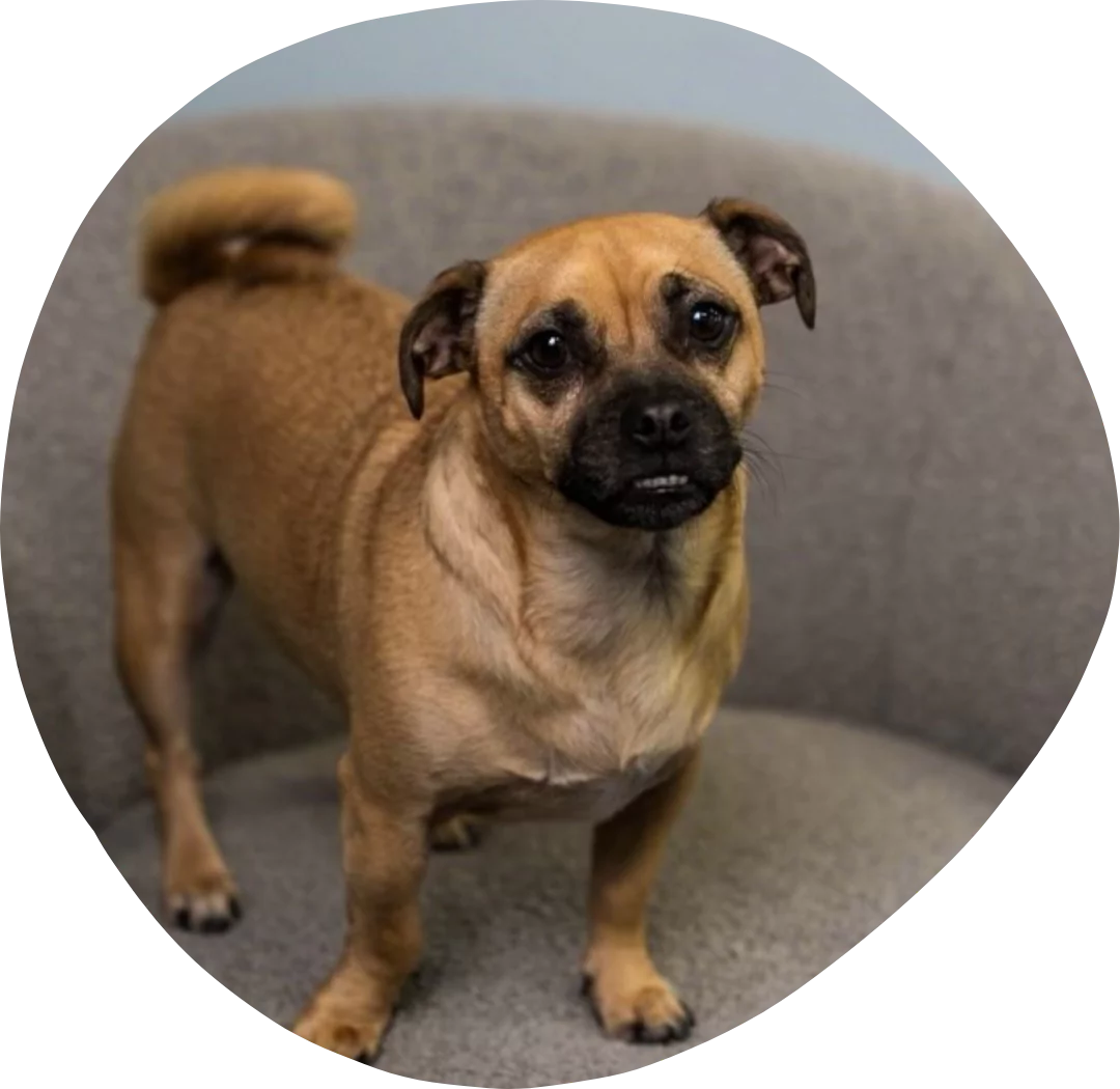 Profile photo of team member, Spike - Chief Vibe Officer